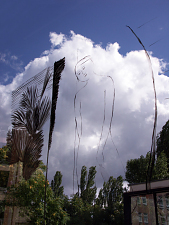 alice_muench_center12